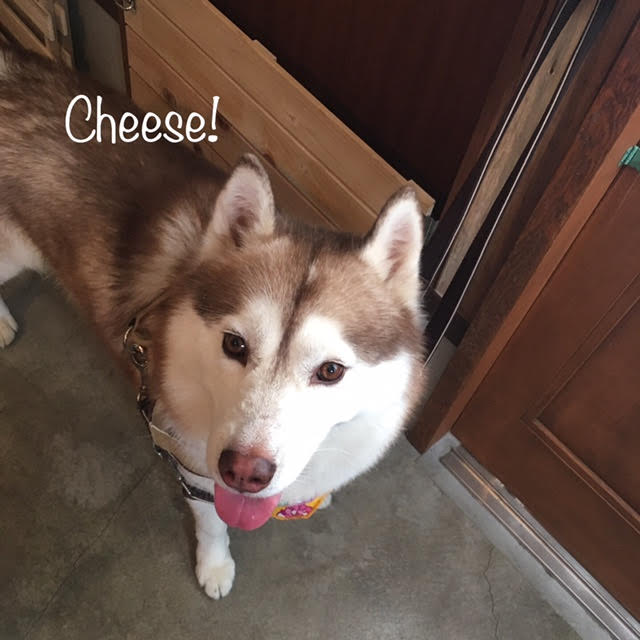 Cheese Cheese