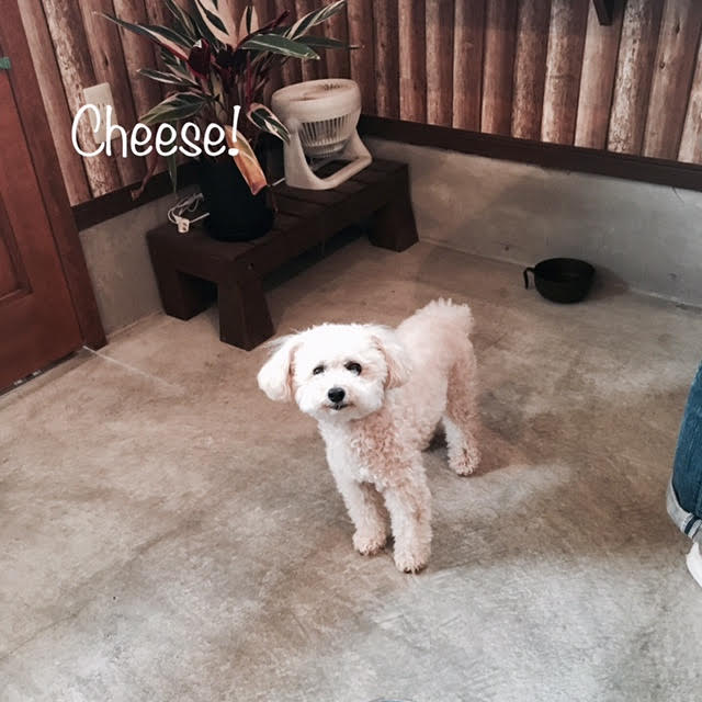 Cheese Cheese