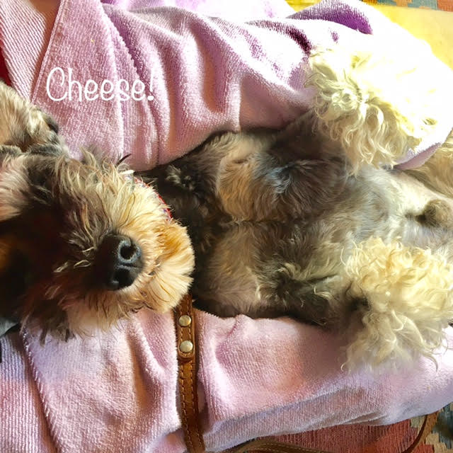 Cheese Cheese