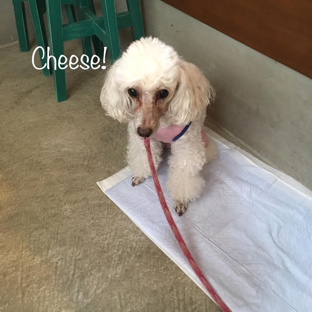 Cheese Cheese