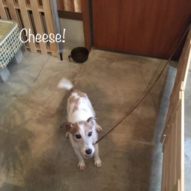 Cheese Cheese