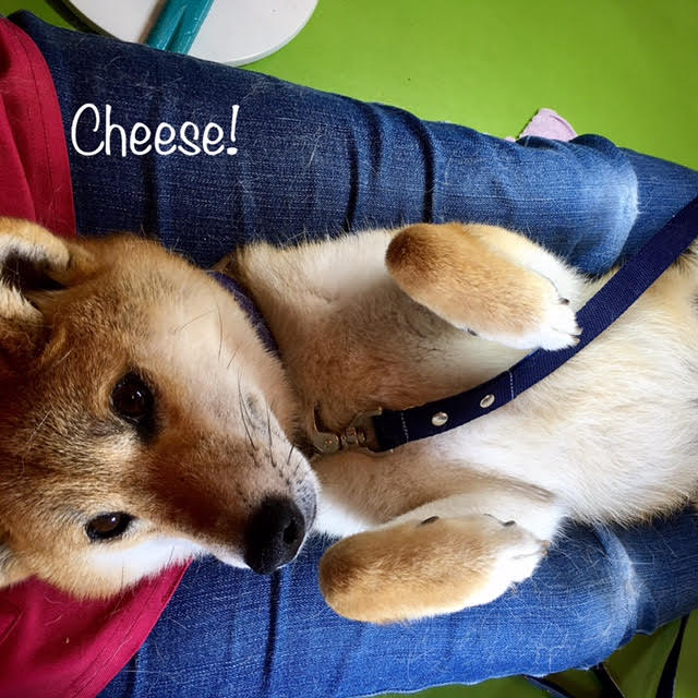 Cheese Cheese