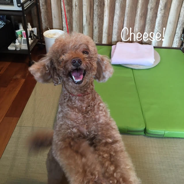 Cheese Cheese