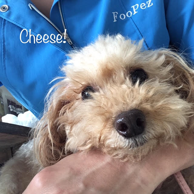 Cheese Cheese