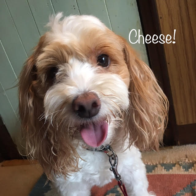 Cheese Cheese