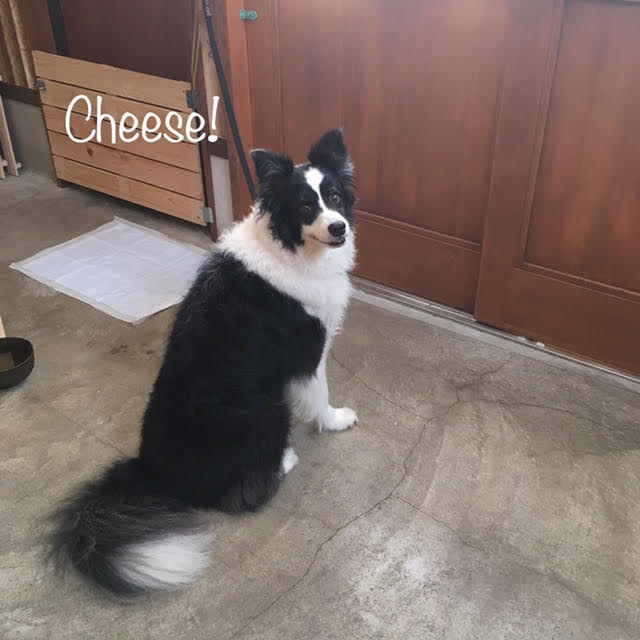 Cheese Cheese