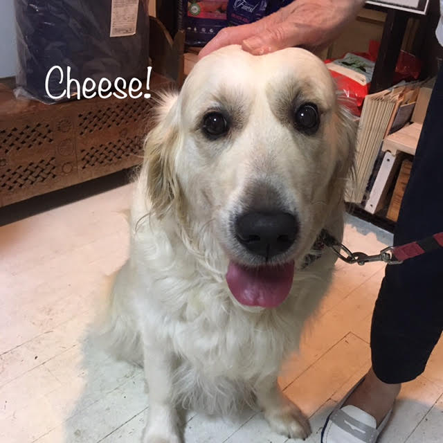 Cheese Cheese