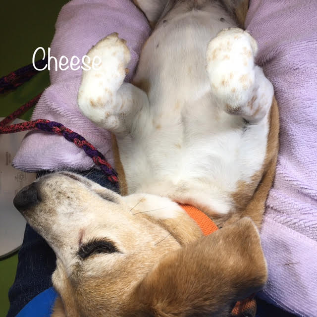 Cheese Cheese