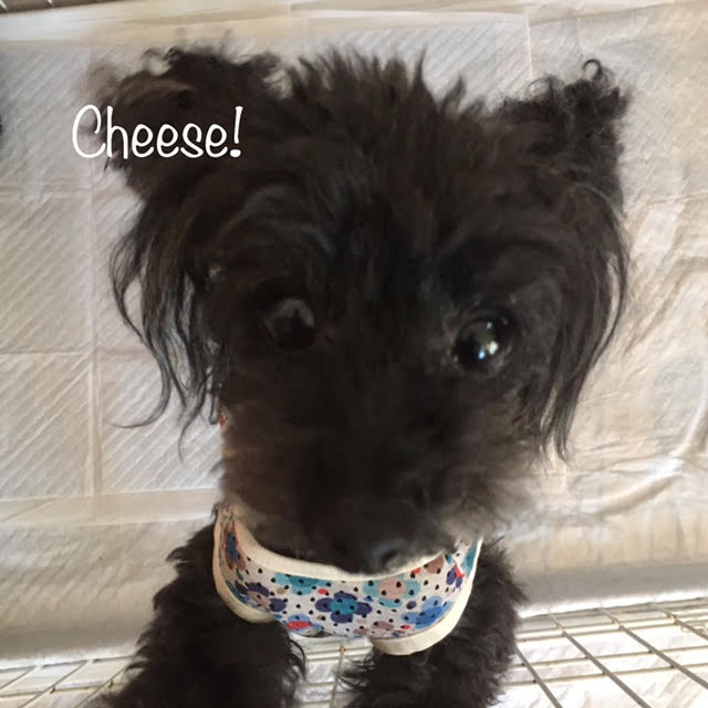 Cheese Cheese