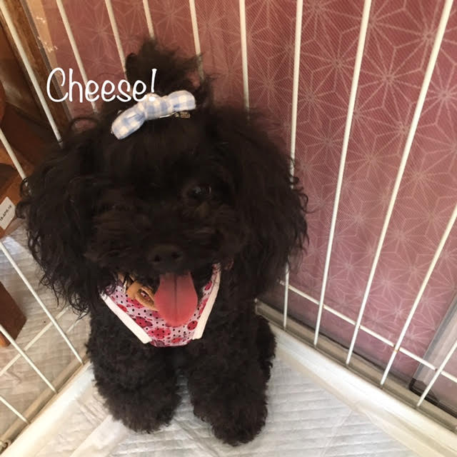 Cheese Cheese