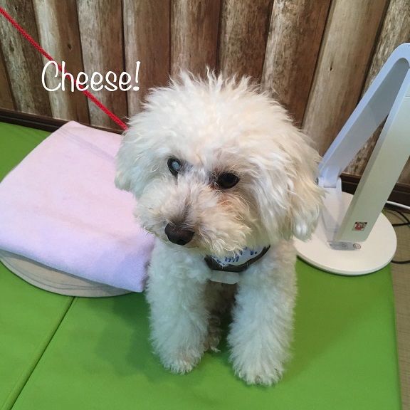 Cheese Cheese
