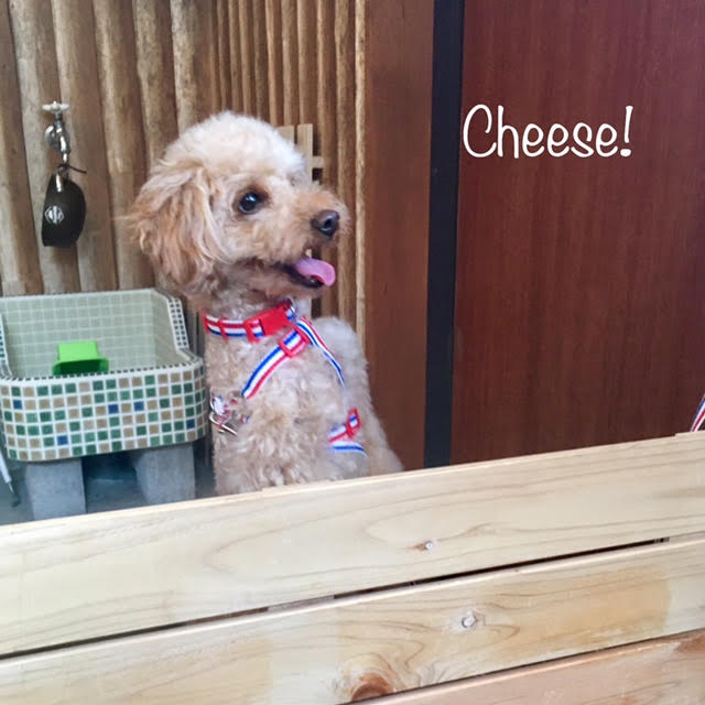 Cheese Cheese