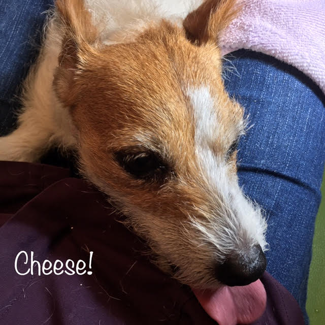 Cheese Cheese