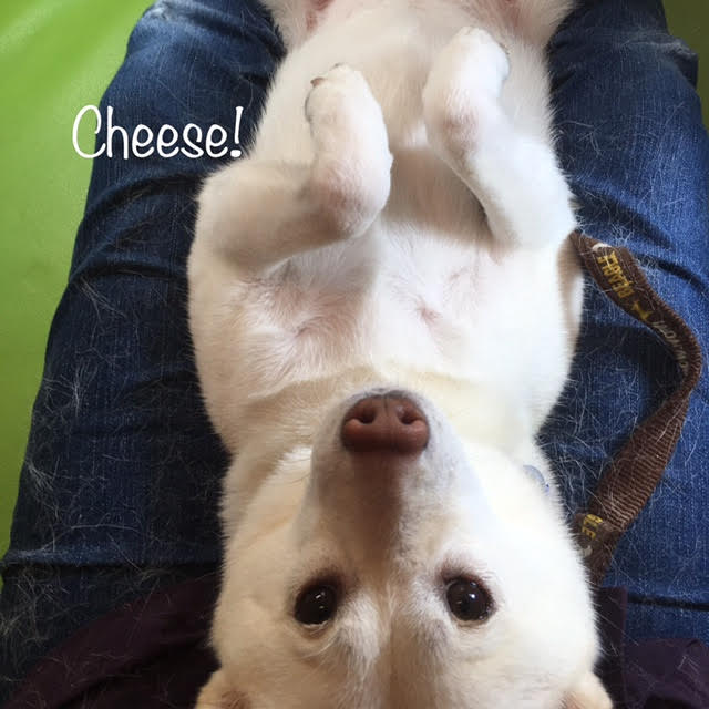 Cheese Cheese