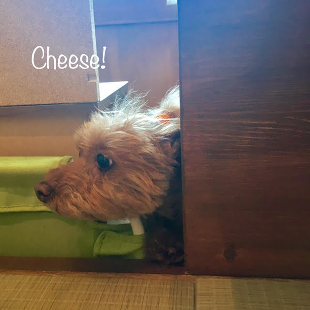 Cheese Cheese