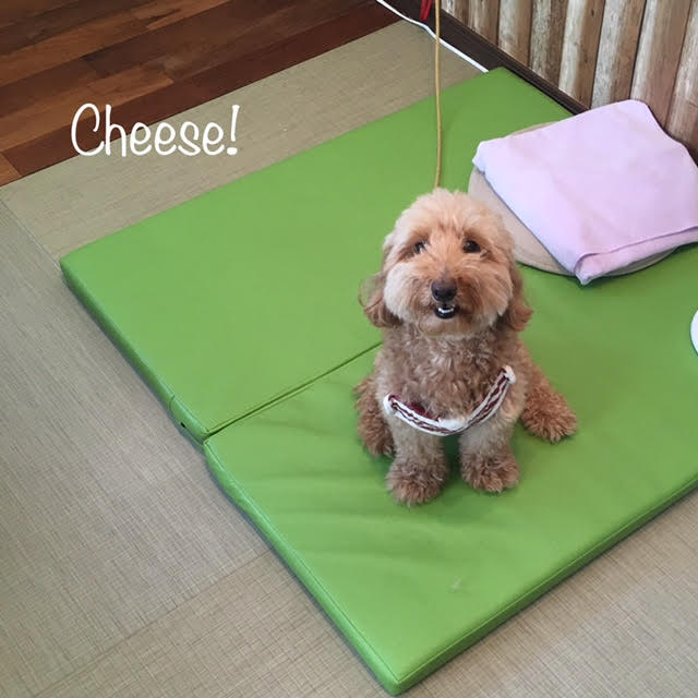 Cheese Cheese