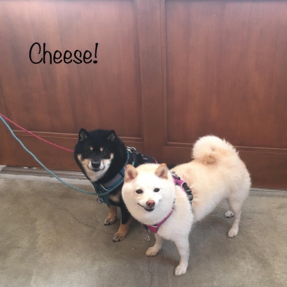 Cheese Cheese