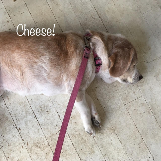 Cheese Cheese
