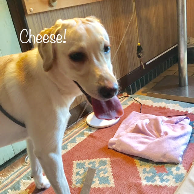 Cheese Cheese