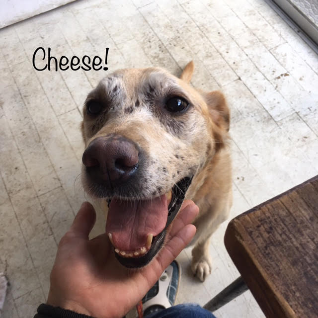 Cheese Cheese