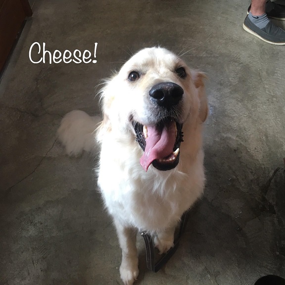 Cheese Cheese