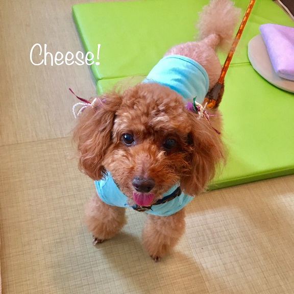 Cheese Cheese
