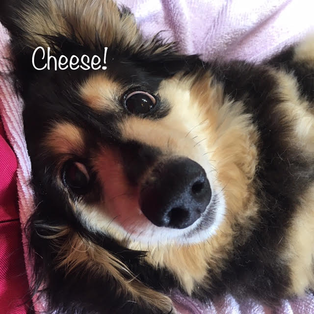 Cheese