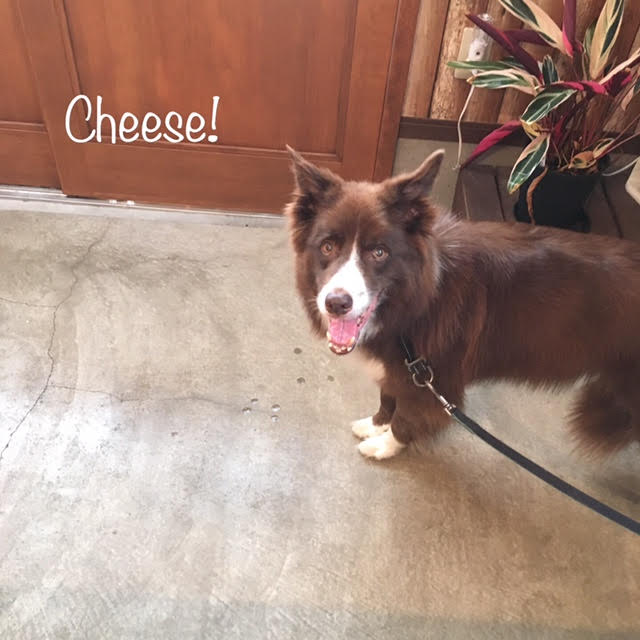 Cheese Cheese