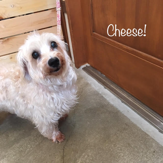 Cheese Cheese