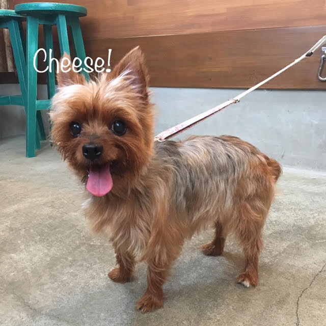 Cheese Cheese
