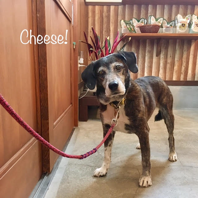 Cheese Cheese