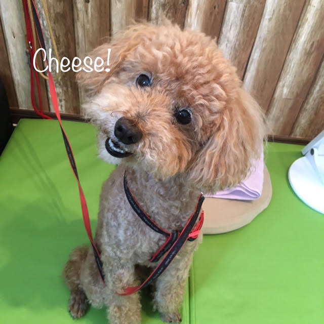 Cheese Cheese