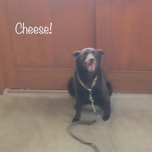 Cheese Cheese