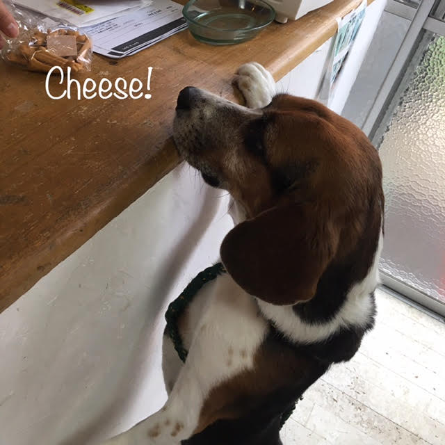 Cheese Cheese