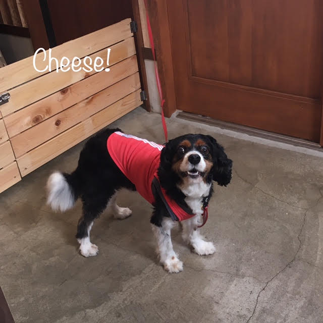 Cheese Cheese