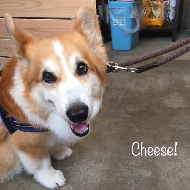 Cheese Cheese