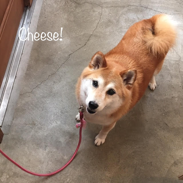 Cheese Cheese
