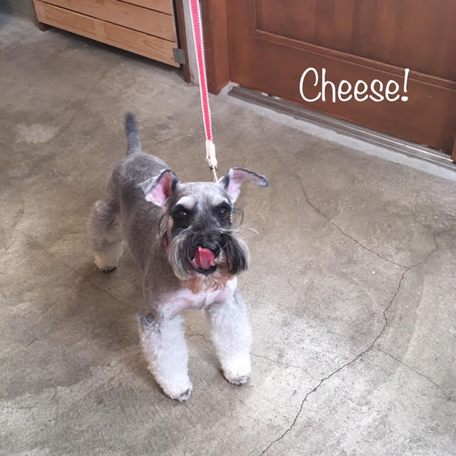 Cheese Cheese