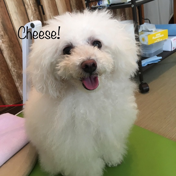 Cheese Cheese
