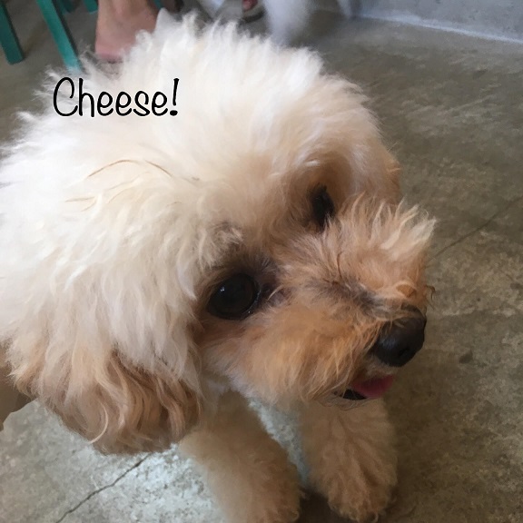 Cheese Cheese