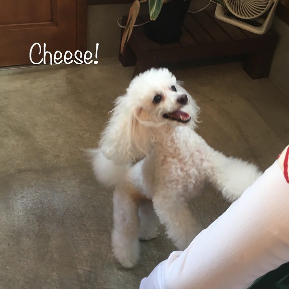 Cheese Cheese