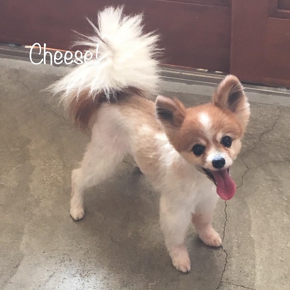 Cheese Cheese