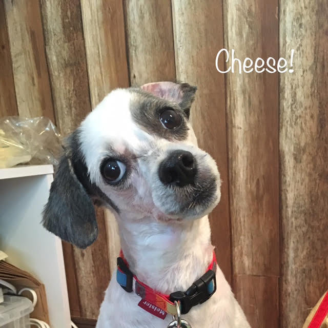Cheese Cheese