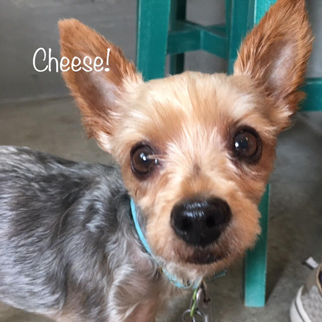 Cheese Cheese