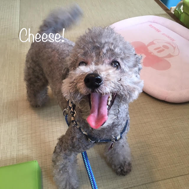 Cheese Cheese
