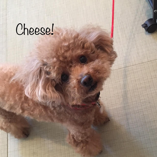 Cheese Cheese