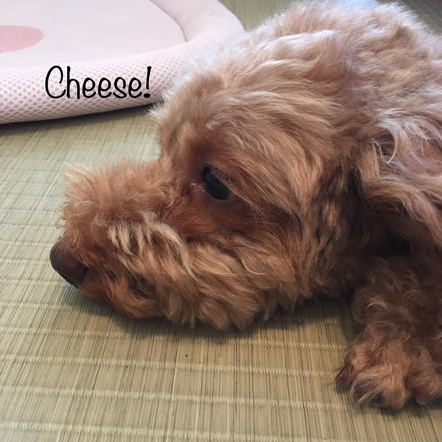 Cheese Cheese