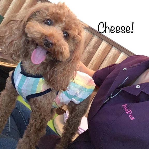 Cheese Cheese