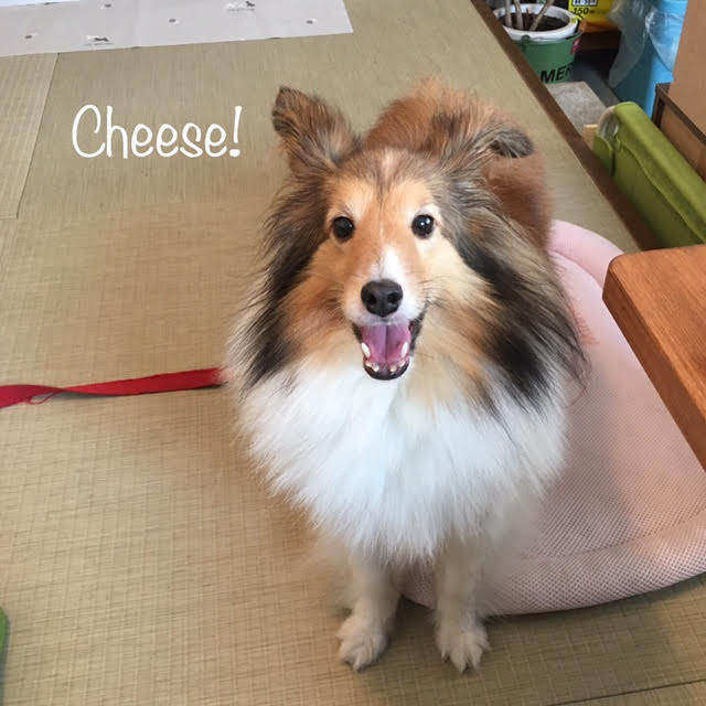 Cheese Cheese