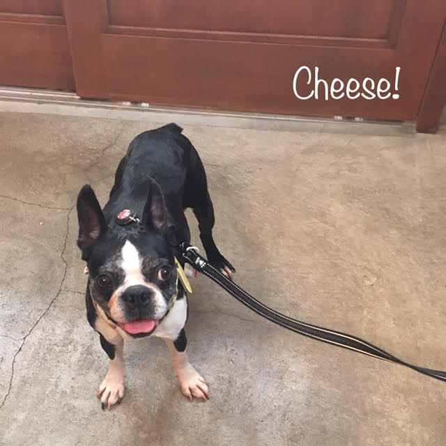 Cheese Cheese
